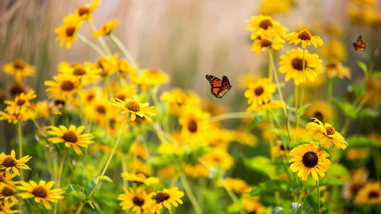 A butterfly sitting on a sunflower.