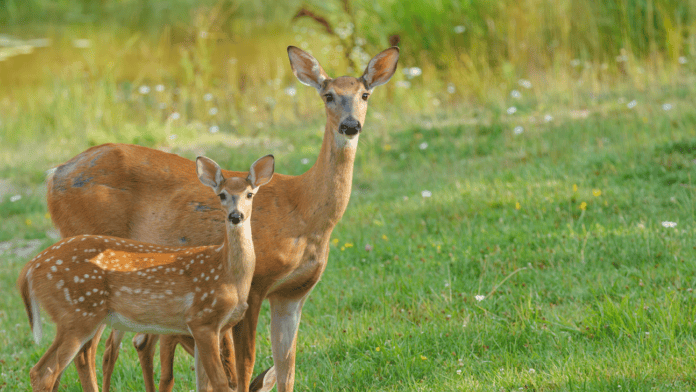 Choctaw Nation Wildlife Conservation Opens New Program to Assist Deer Populations