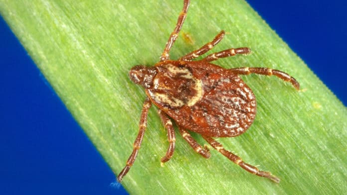A tick crawling on a piece of grass.