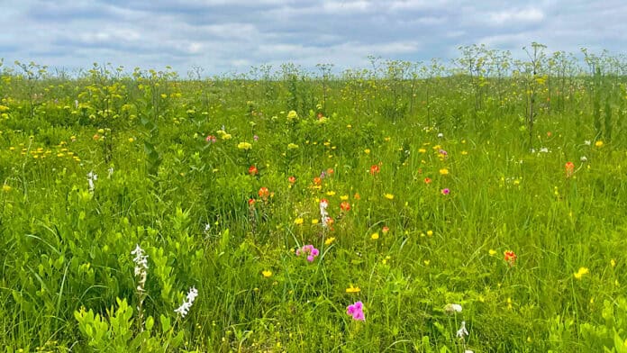 Prairie land on the Choctaw reservation.