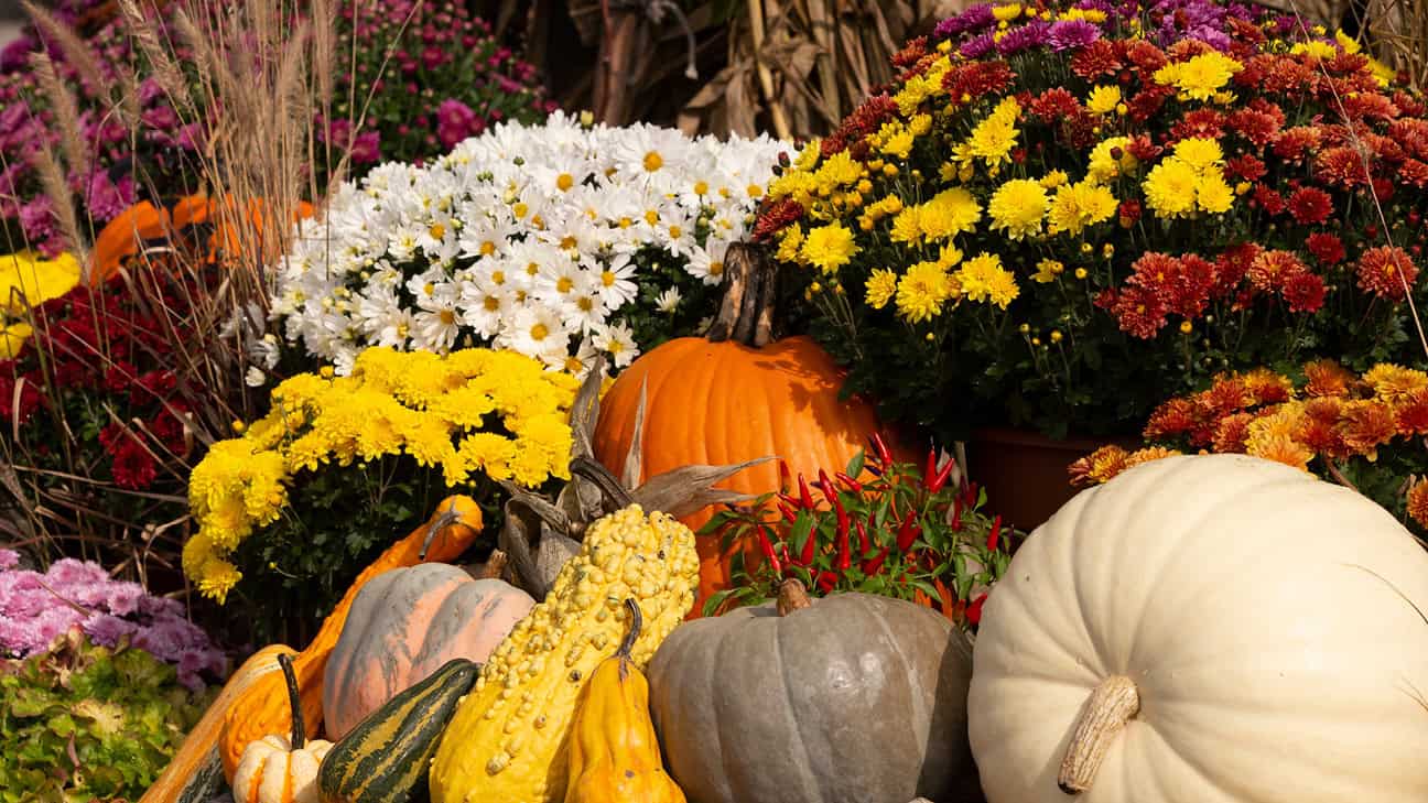 CHR Fall Festival
