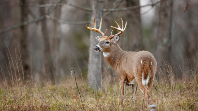 Deer