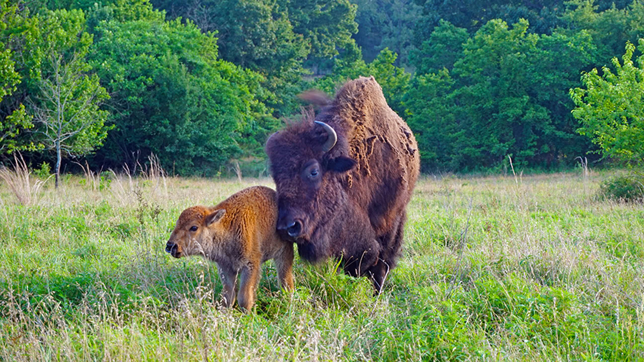 A bison cow and calf, Nan Awaya Farm, Atoka County