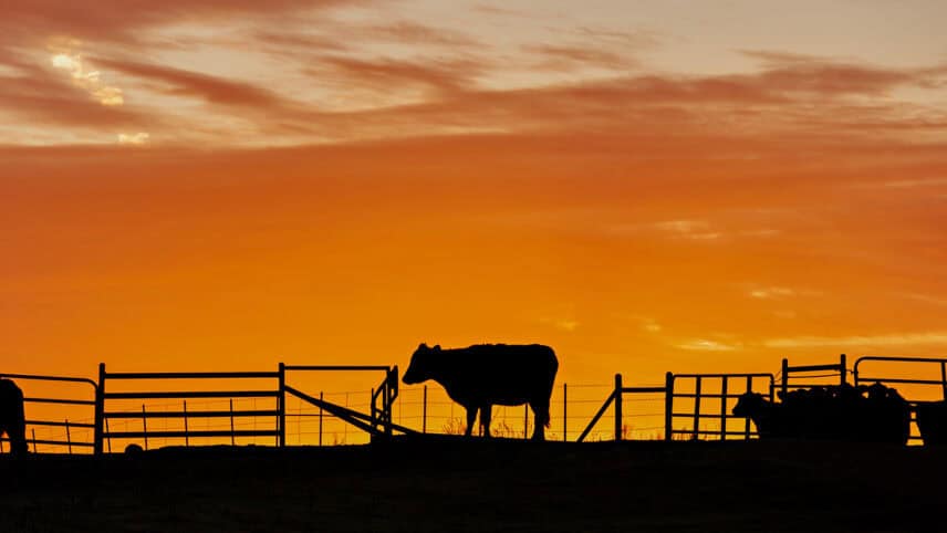 Orange sky over the Choctaw reservation with a cow grazing