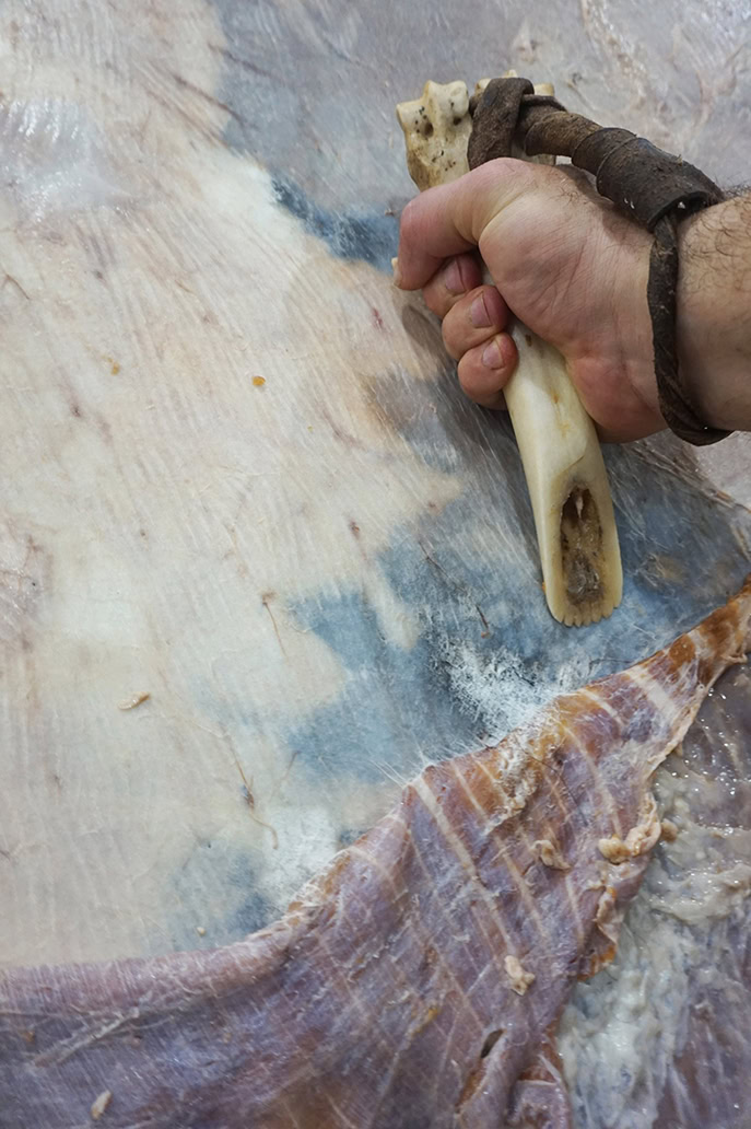 A fleshing tool made from a bison leg bone is being used to remove the meat from a bison hide