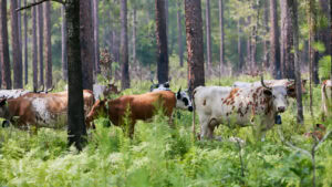 Herd of Pineywoods Cattle grazes among tress in the forest