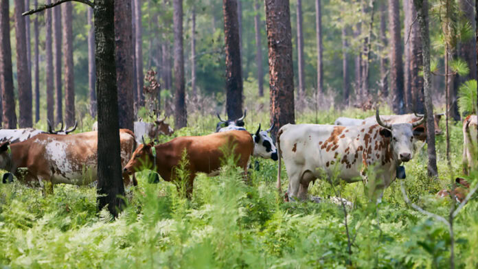 Herd of Pineywoods Cattle grazes among tress in the forest