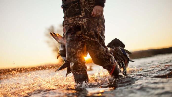 Hunter wading in river with duck