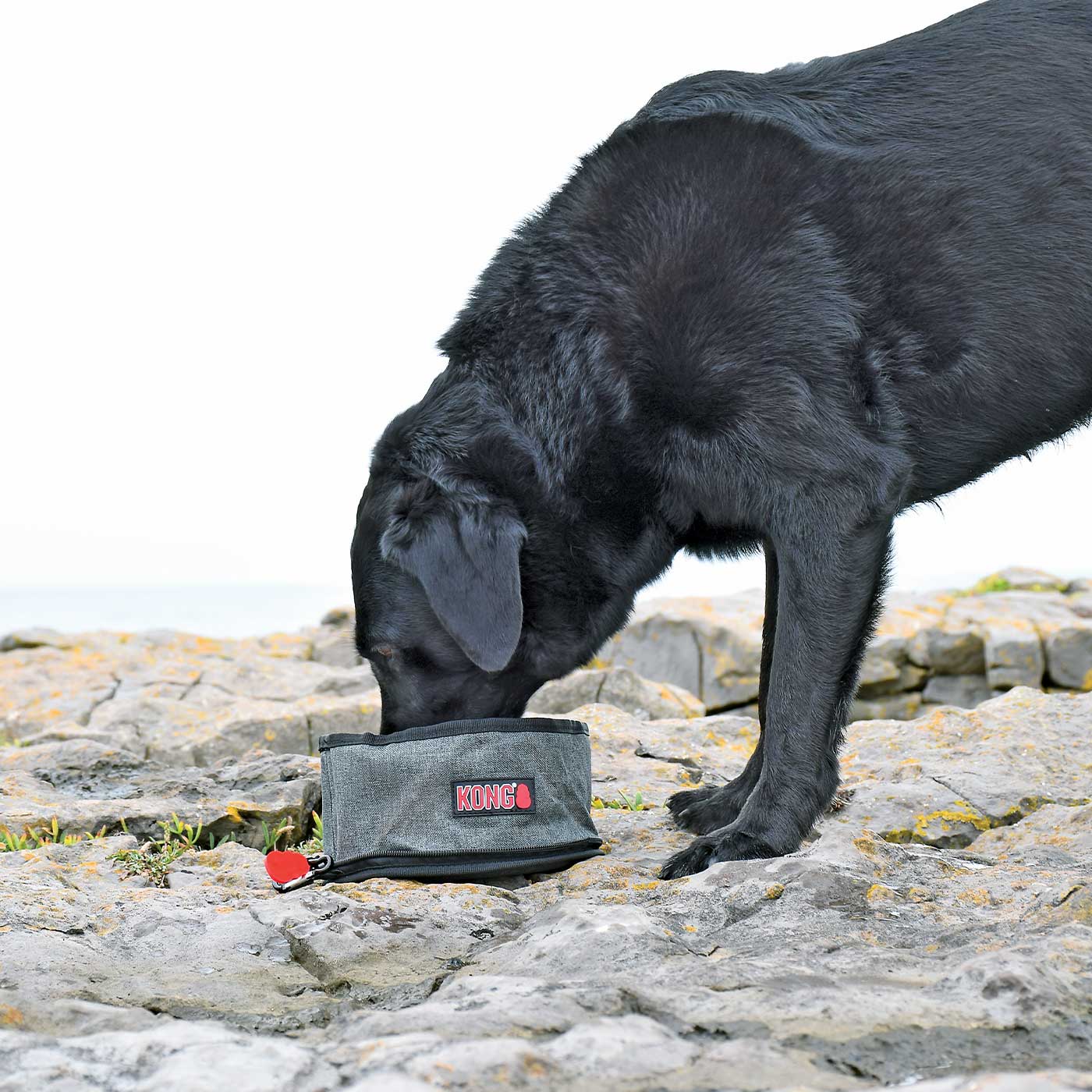 Opvouwbare drink- of voerbak