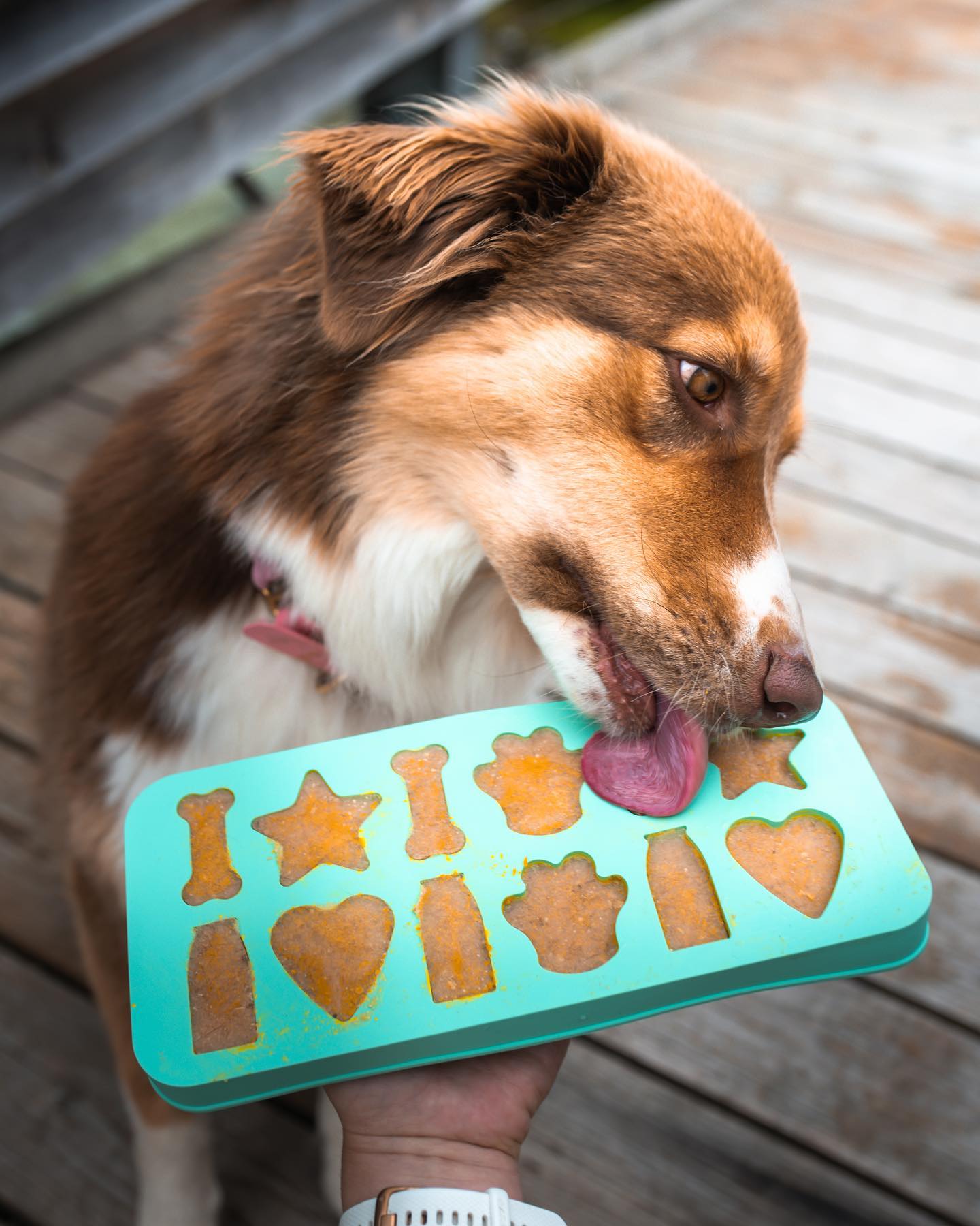 IJsblokjesvorm - SmoothieDog