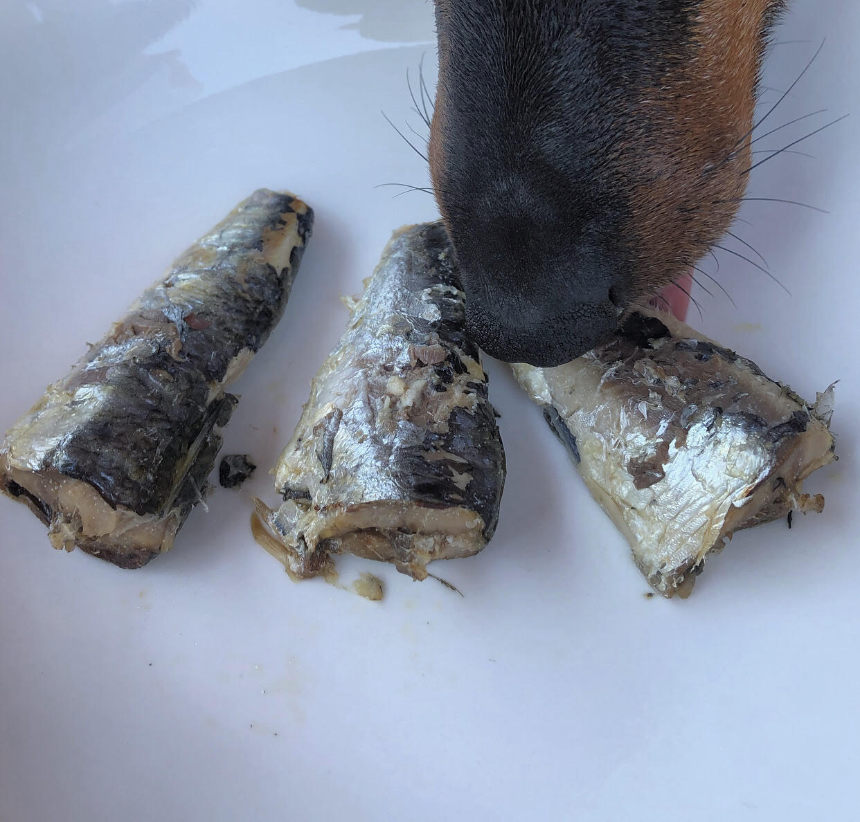 Sardines 100g - Canumi