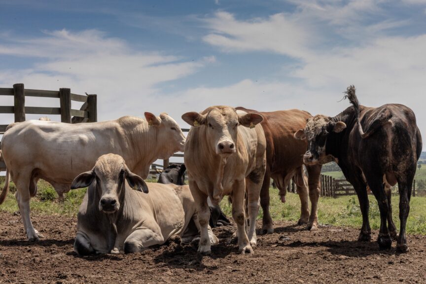 Deforestation in brazil. A photo of cows on a ranch