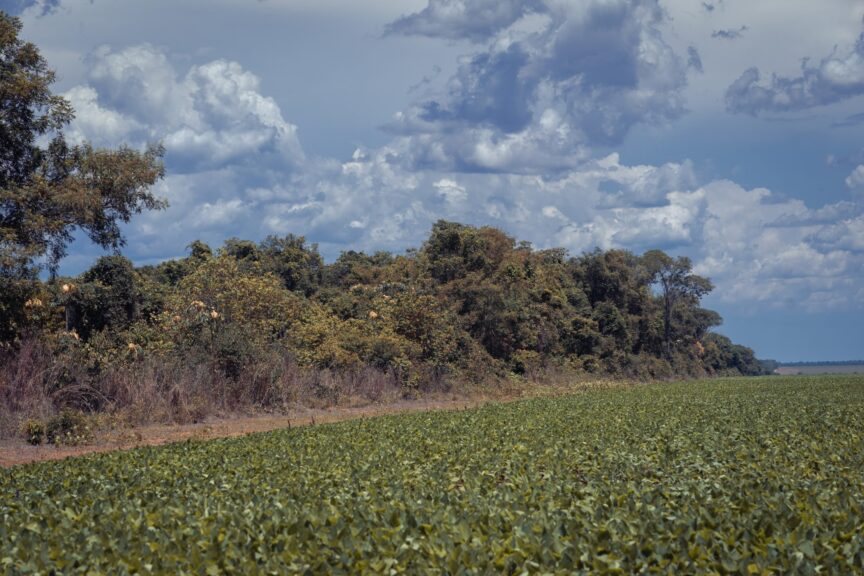 Wawi indigenous territory deforestation in brazil