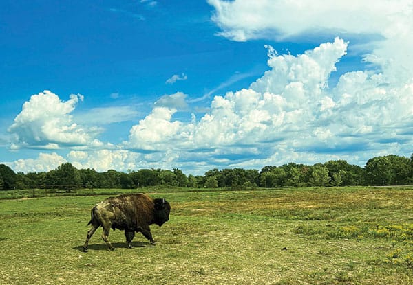 Buffalo Tours
