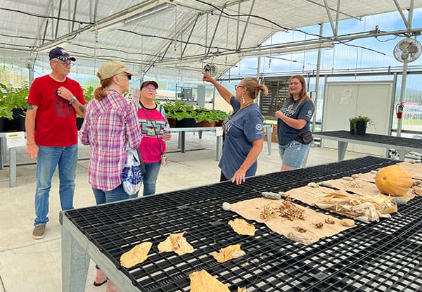 Choctaw heirloom crops