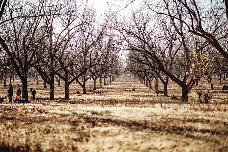 Elder Pecan Harvest Event