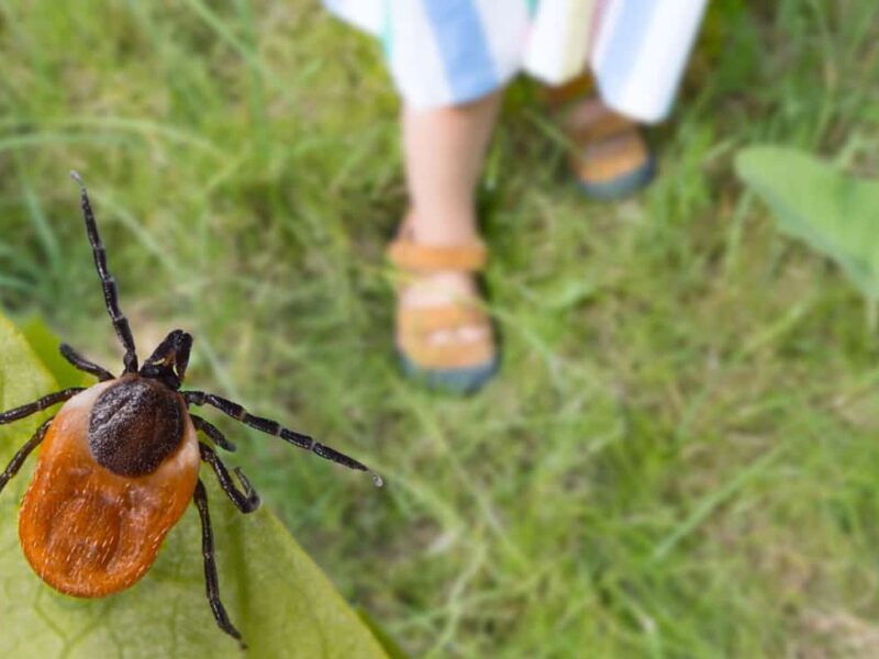 Tick Borne Illness Prevention