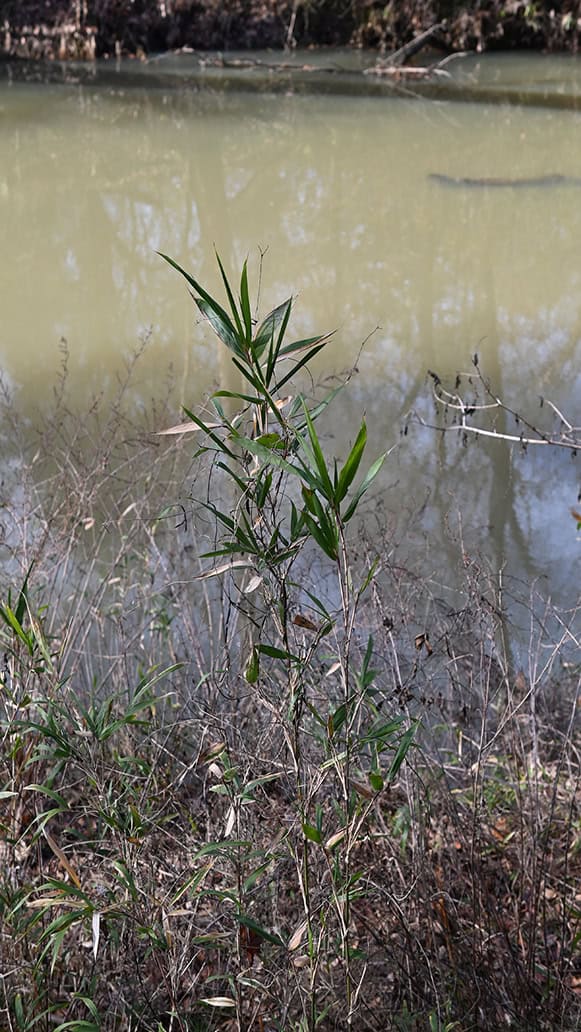 A piece of rivercane on a river bank.