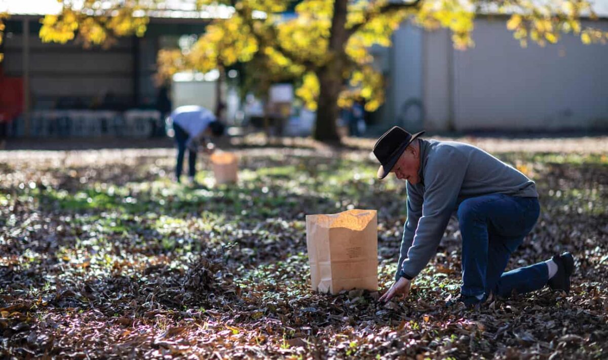 Elders Pecan Harvest