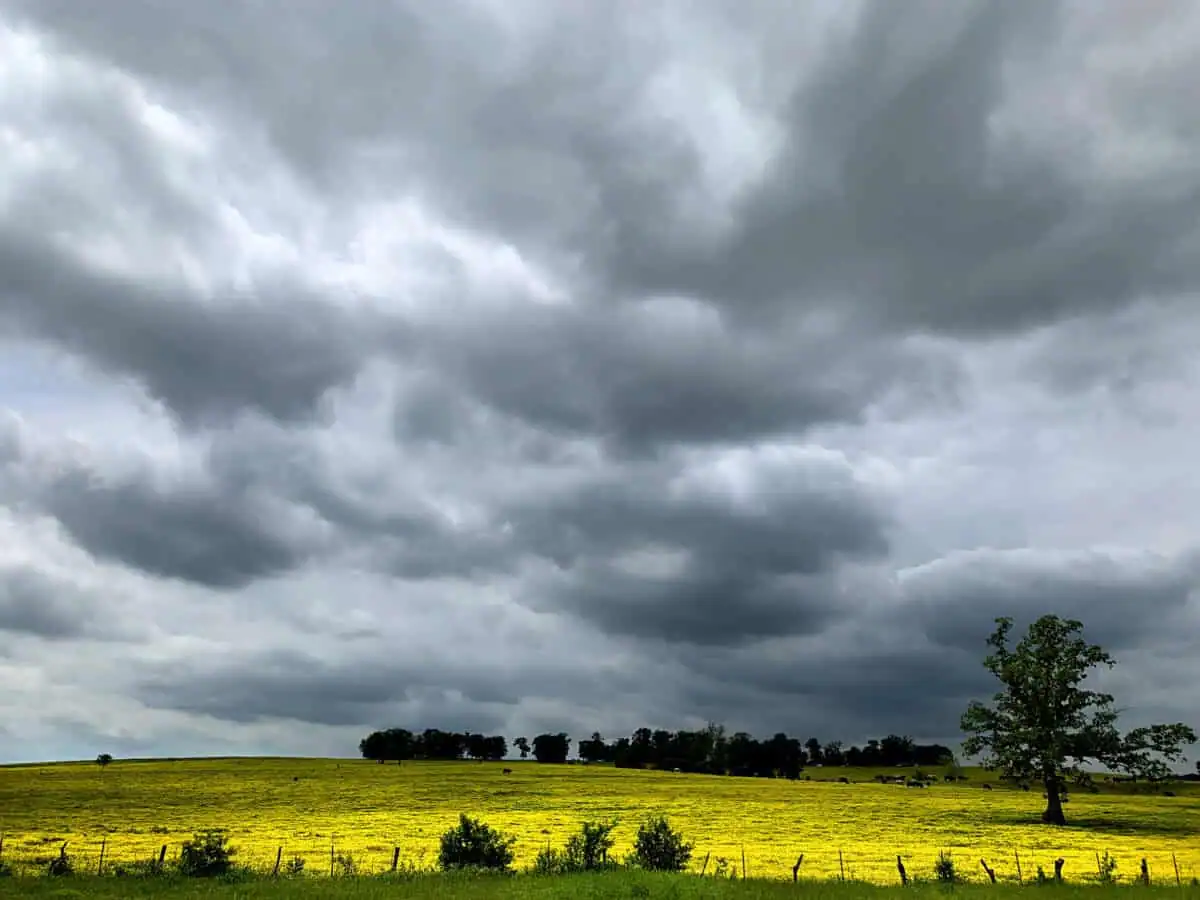 Dark storm clouds form over a field of yellow flowers