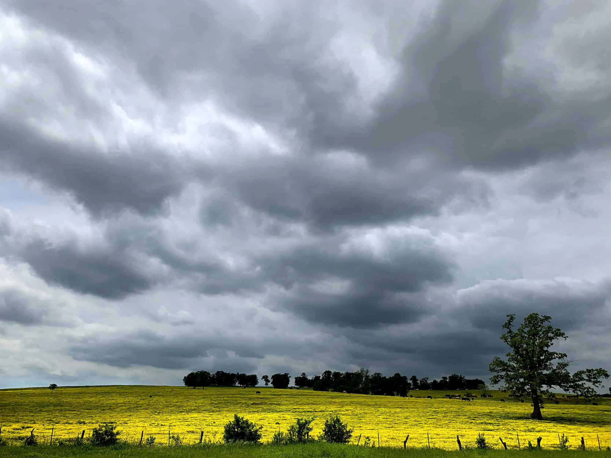 Dark storm clouds form over a field of yellow flowers