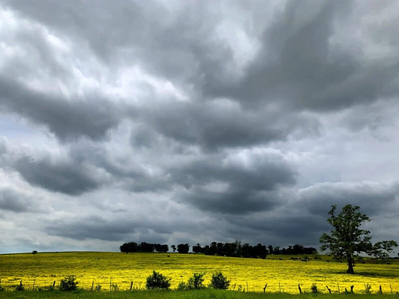 Dark storm clouds form over a field of yellow flowers