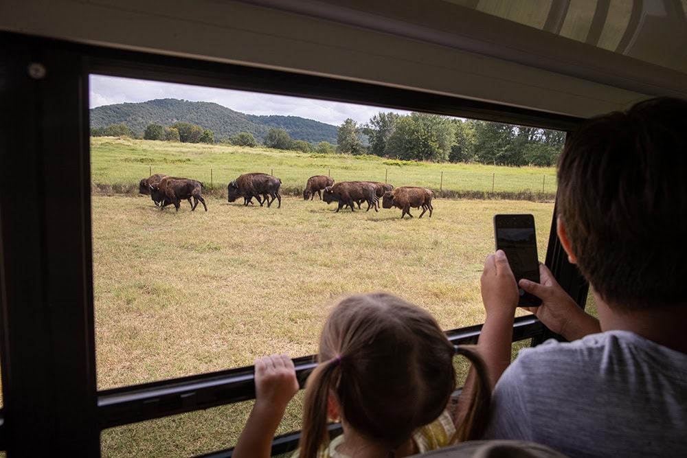 Kids take picture of buffalo.