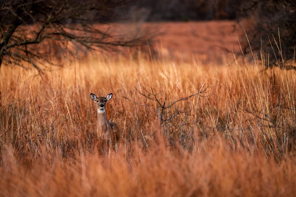 A deer stands in a field.