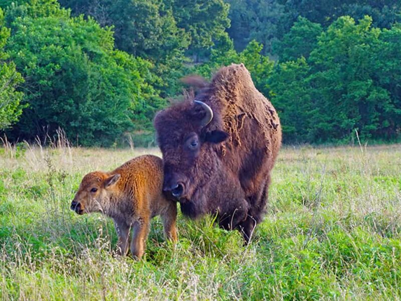 The Buffalo are coming to the Choctaw Cultural Center