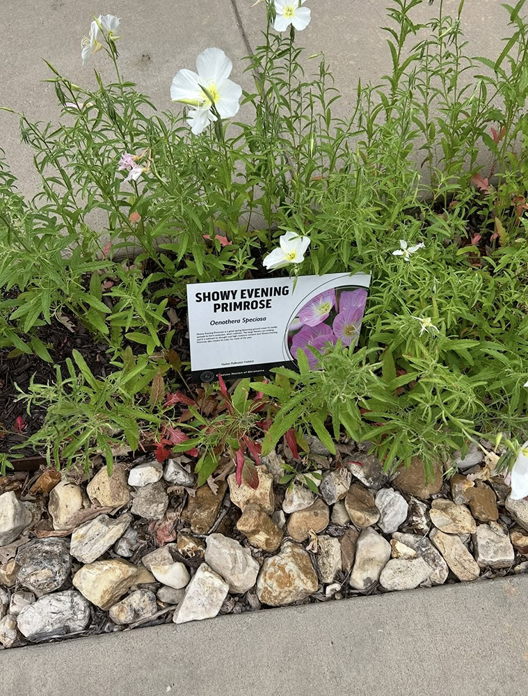 Flowers in a garden.