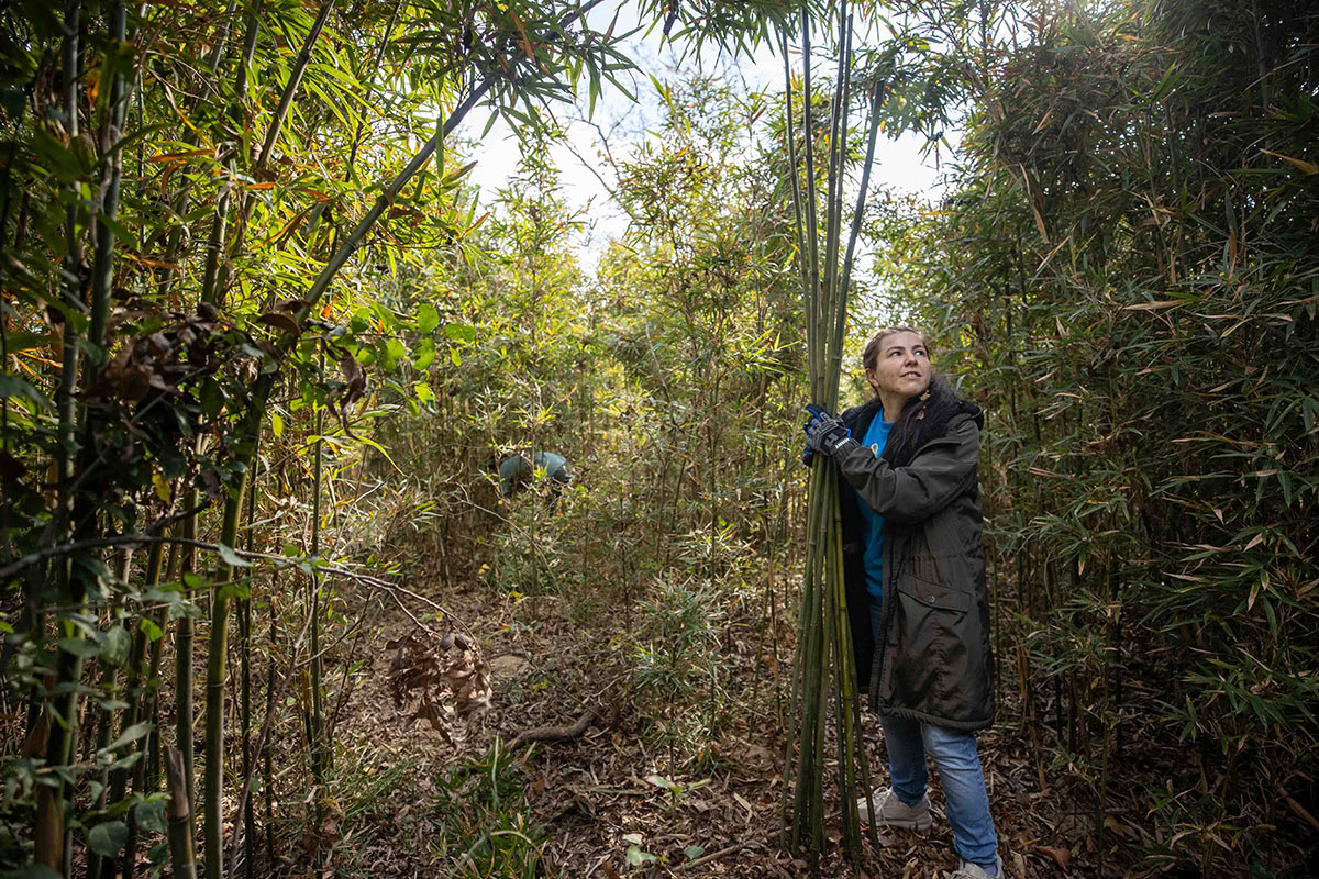 A woman surveys a batch of rivercane she is harvesting.