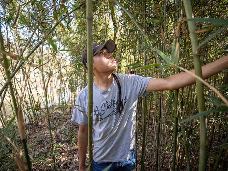 A man looks over a stand of river cane.