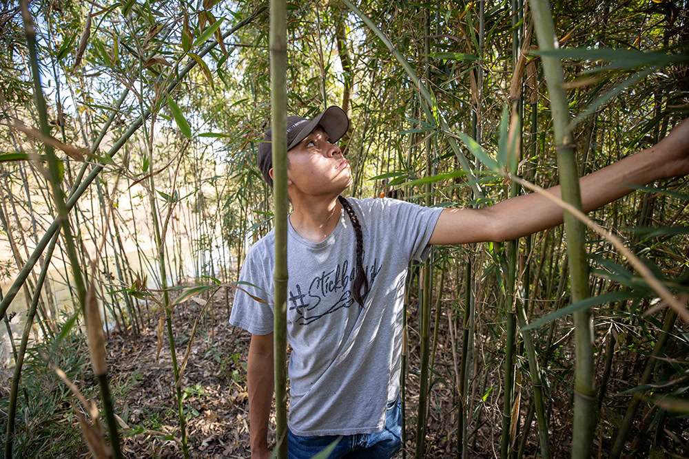 A man looks over a stand of river cane.