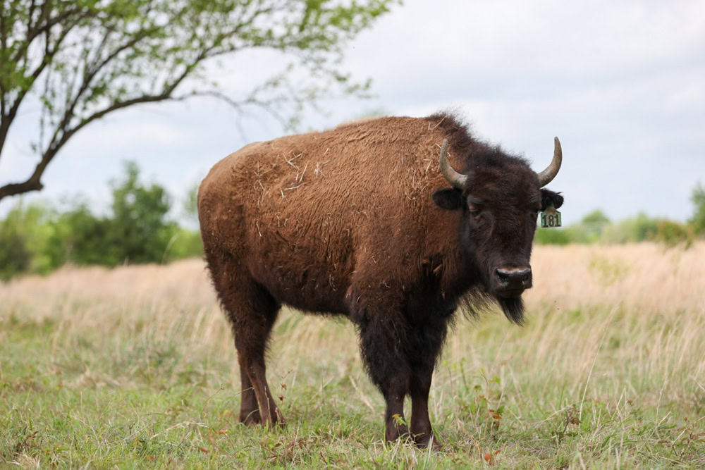 A buffalo poses for the camera.