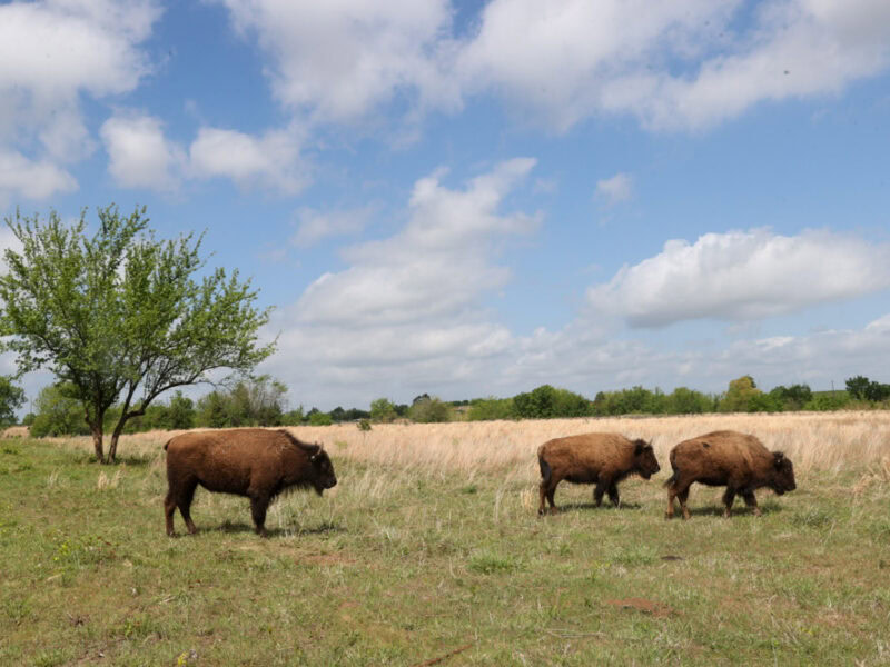 Choctaw Nation welcomes buffalo to their new home at the Choctaw Cultural Center