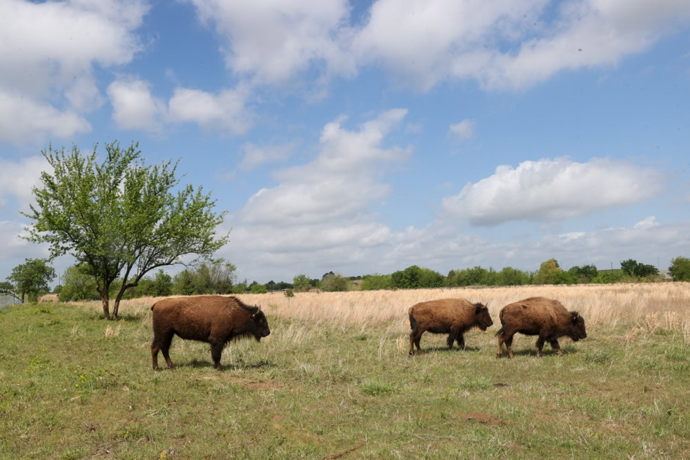 Three buffalo in a field.