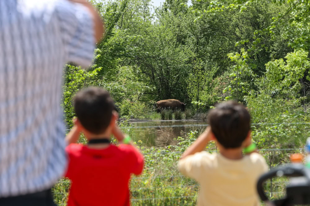 A family looks at the buffalo.