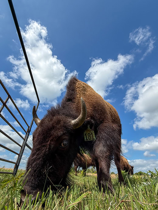 A buffalo grazes