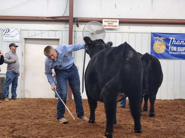 A young man shows a cow.