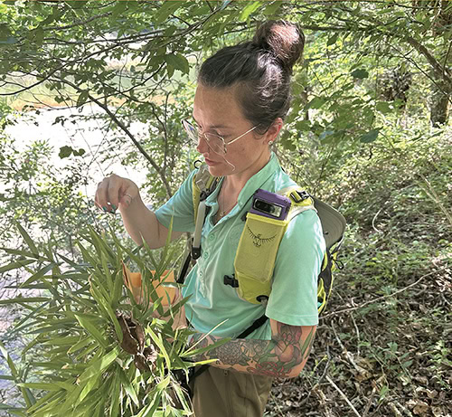 A woman takes a sample from a rivercane plant.