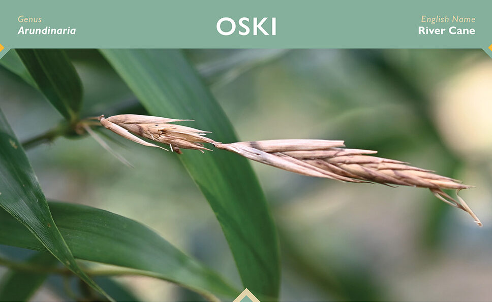 A closeup picture of a river cane plant.