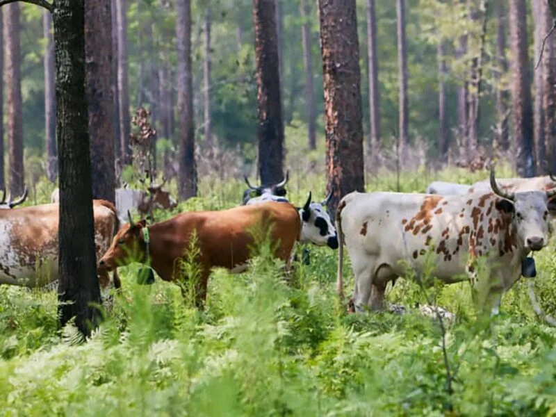 Pineywoods Cattle