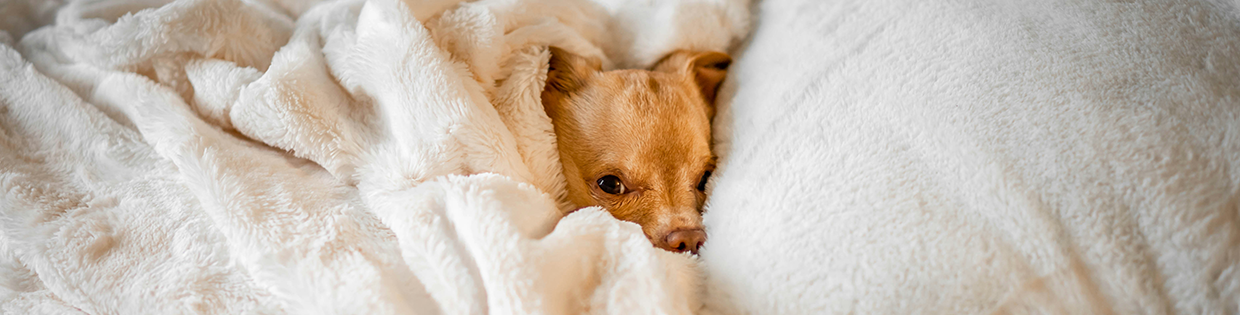 hond verstopt zich bang tussen de dekens