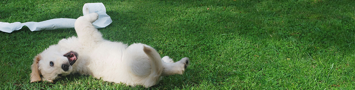 puppy op het gras met wc papier aan het spelen