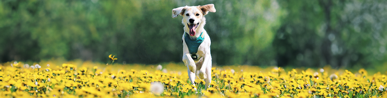 hond rent vrolijke en enthousiast door een veld met gele bloemen