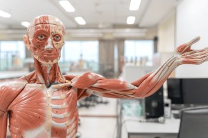 Human Anatomy and Physiology II