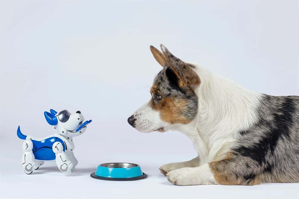 Mans Best Friend with an interactive dog