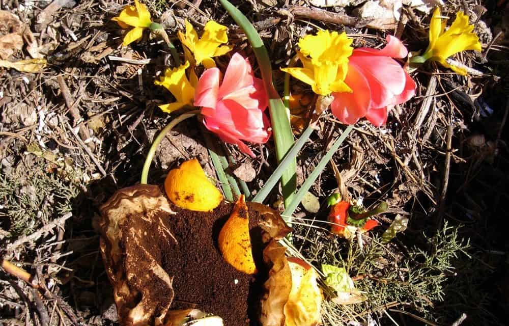 can-you-put-dead-flowers-in-a-compost-bin-backyard-bella