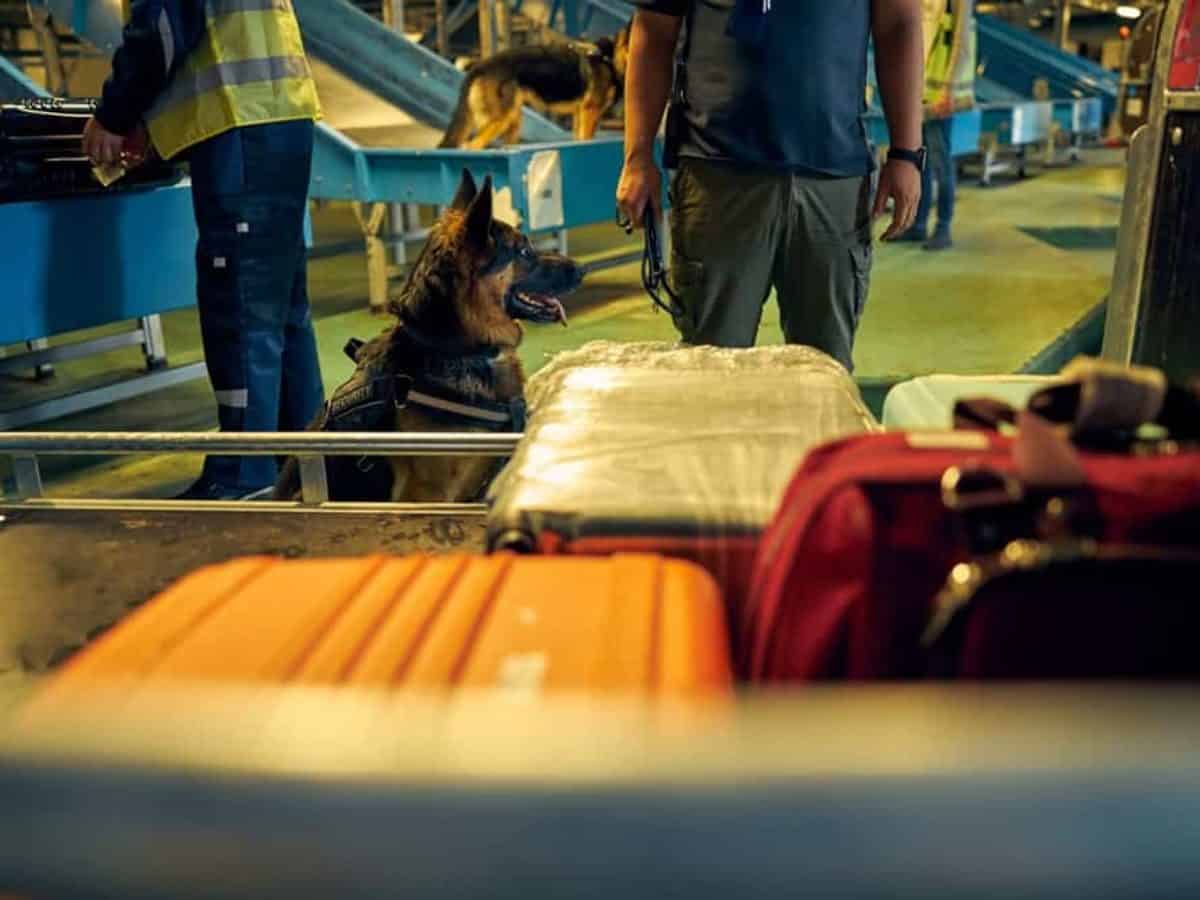 Can Sniffer Dogs Smell