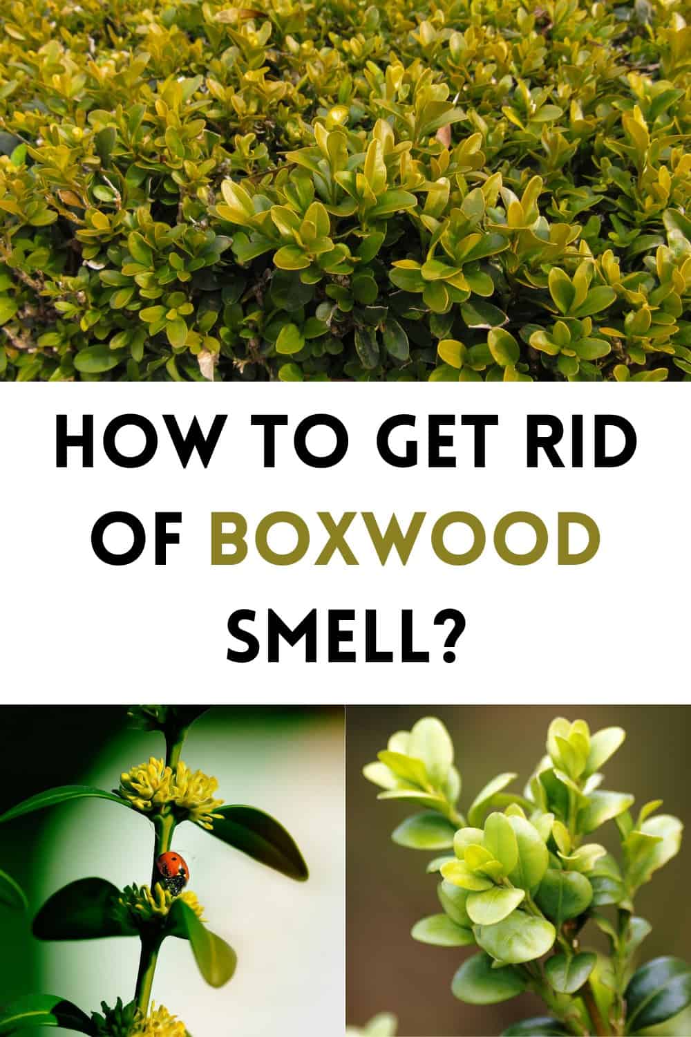 How to Get Rid of Boxwood Smell 